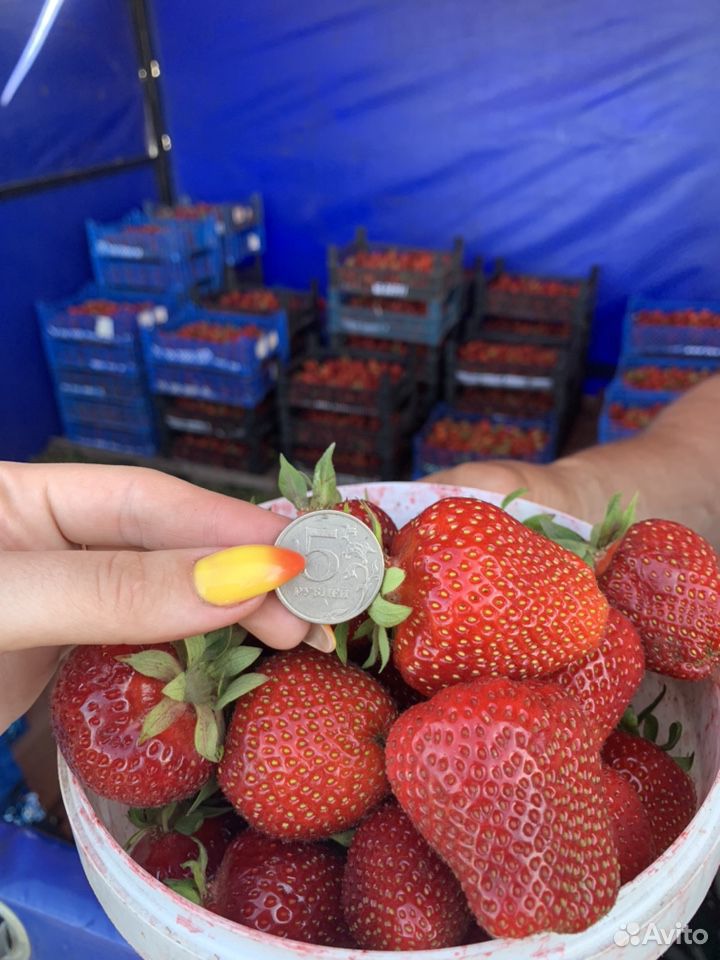 Продажа ягоды клубники купить на Зозу.ру - фотография № 9