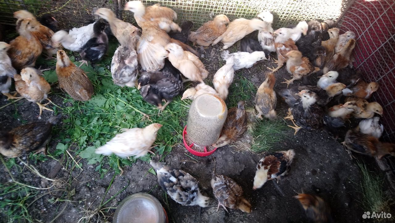 Цыплята домашние подрощенные,яйцо для инкубации купить на Зозу.ру - фотография № 3
