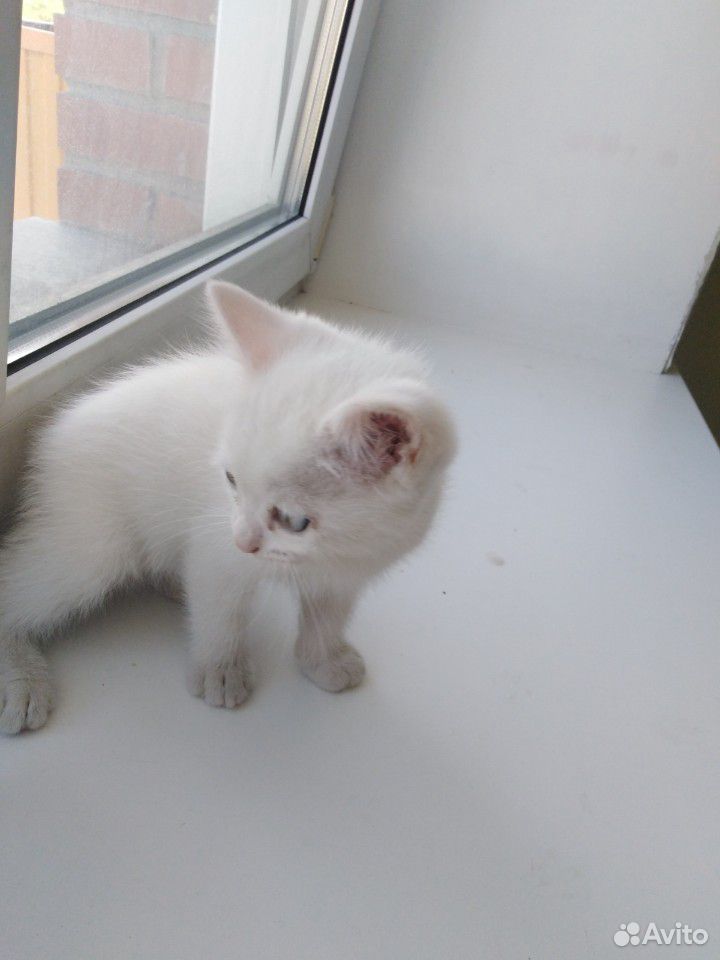Белый котик с голубыми глазками Турецкой ангоры купить на Зозу.ру - фотография № 2