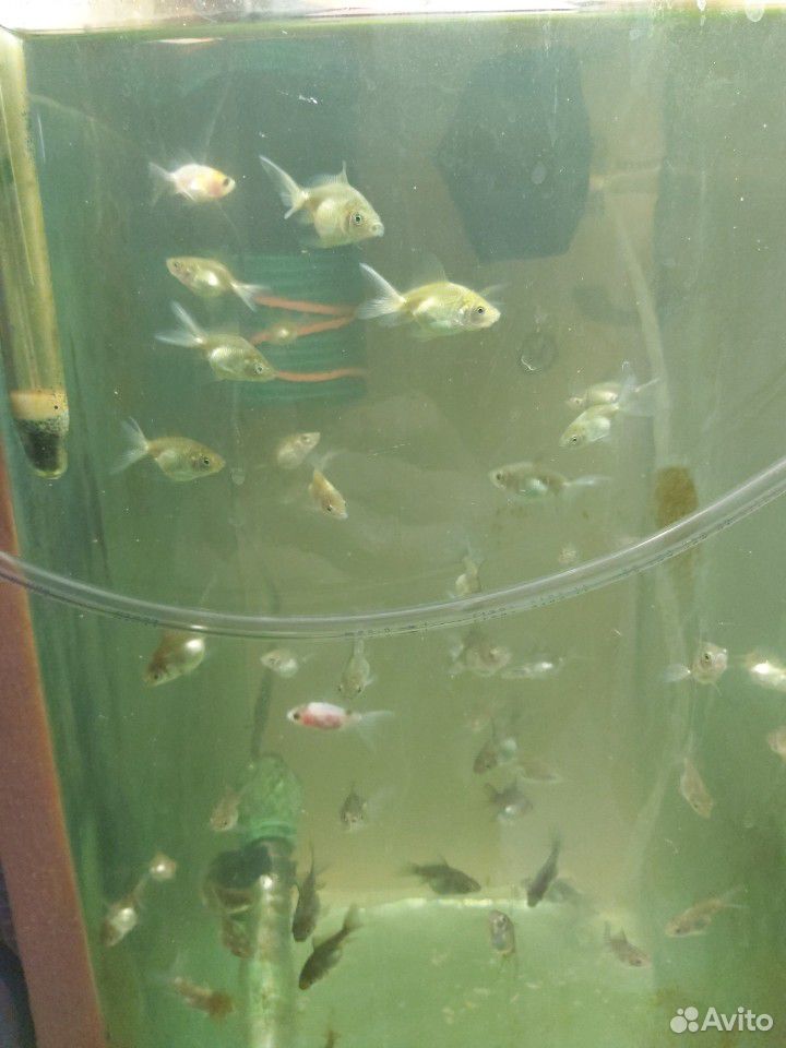 Золотые рыбки купить на Зозу.ру - фотография № 1