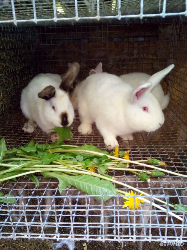 Высокопородистые кролики мясных пород купить на Зозу.ру - фотография № 4