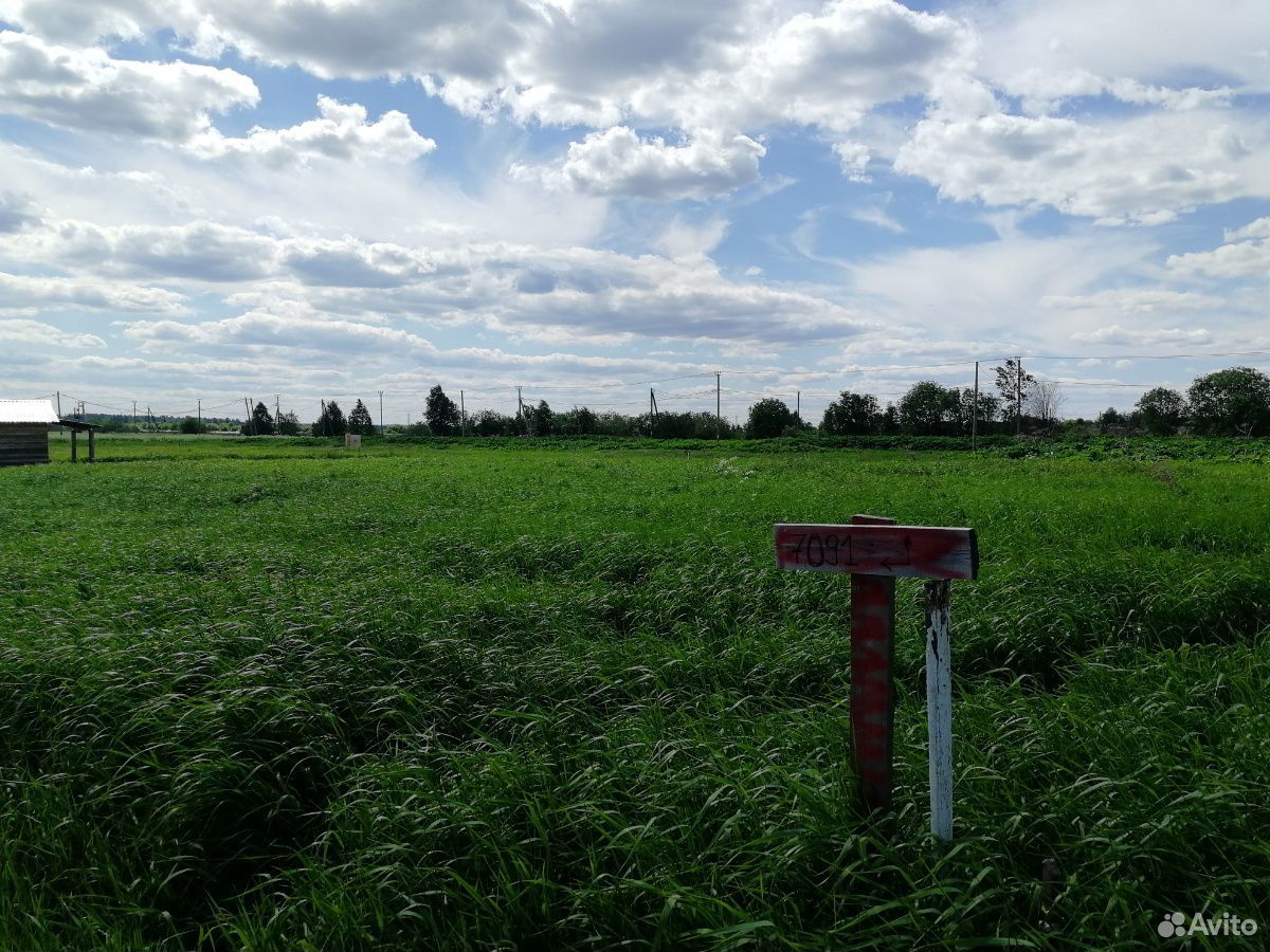 Сено, трава купить на Зозу.ру - фотография № 2