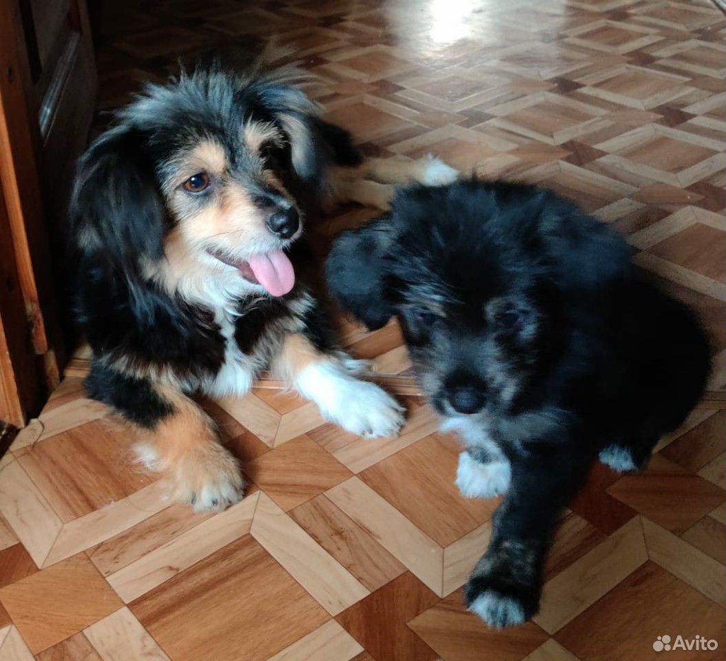 Собаки ищут заботливых родителей купить на Зозу.ру - фотография № 2
