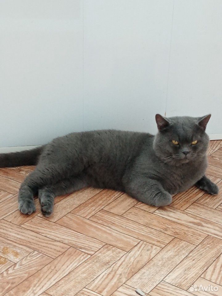 Британский кот купить на Зозу.ру - фотография № 3