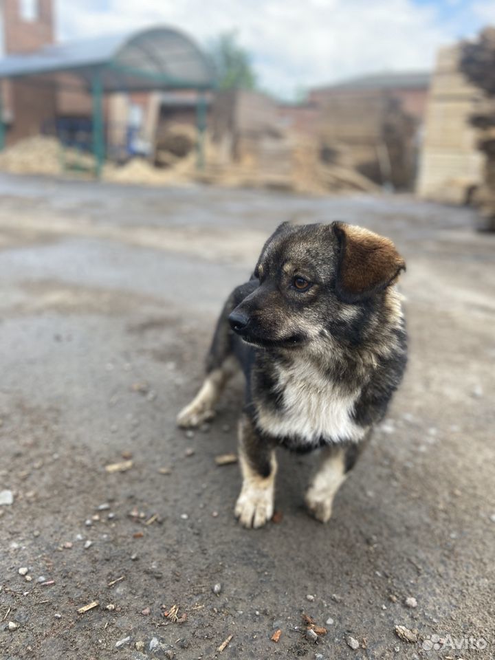 Маленький пёс купить на Зозу.ру - фотография № 1