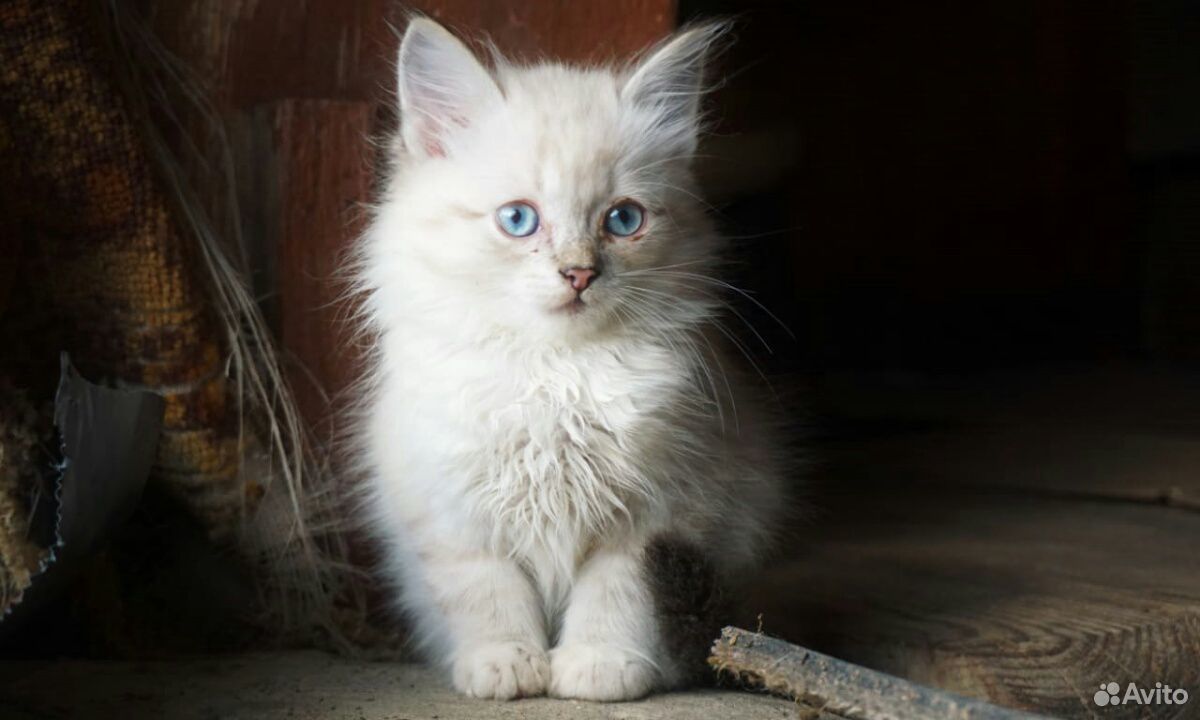 Милые котята купить на Зозу.ру - фотография № 1