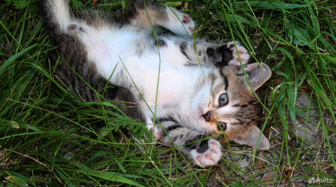 Красивые котята бесплатно, доставка купить на Зозу.ру - фотография № 1