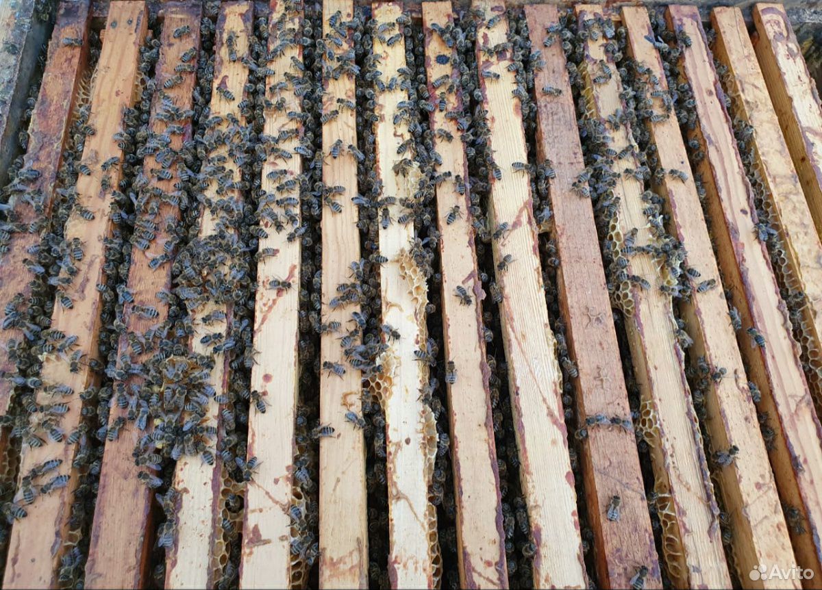 Пчелы с ульем купить на Зозу.ру - фотография № 3