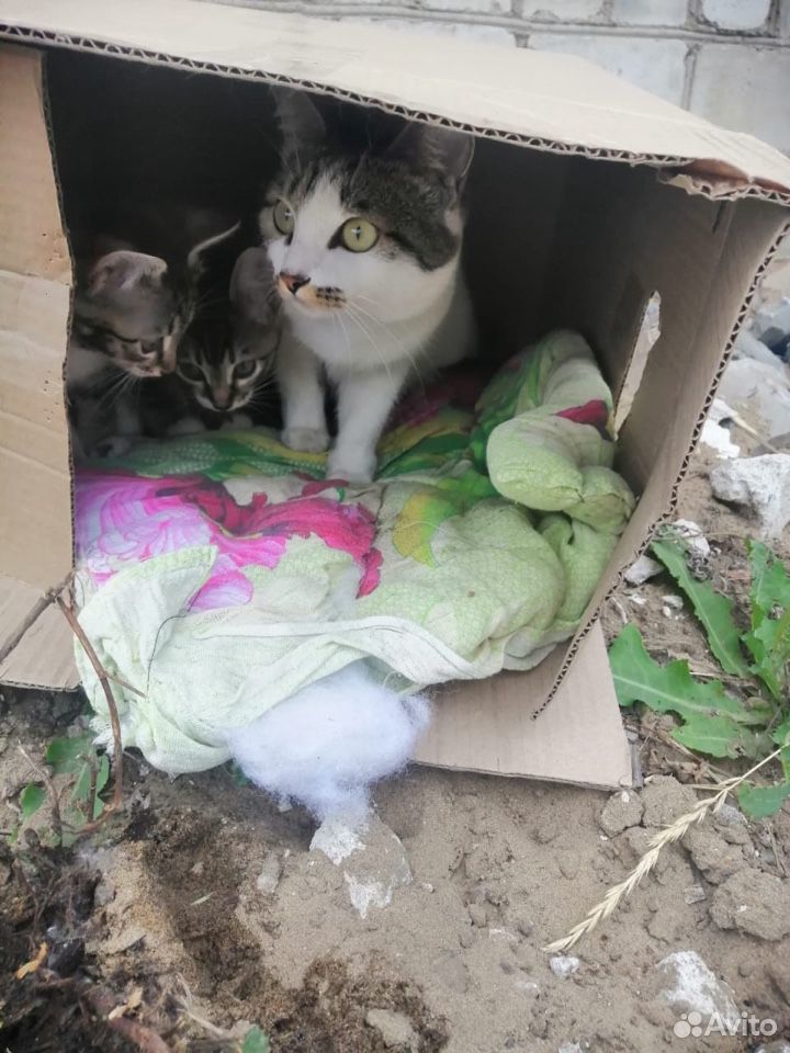 Кошка с котятами купить на Зозу.ру - фотография № 1