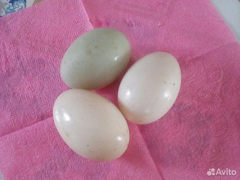 Инкубацыонное утиное яйцо купить на Зозу.ру - фотография № 1