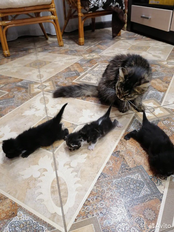 Котята от сибирской кошки купить на Зозу.ру - фотография № 1