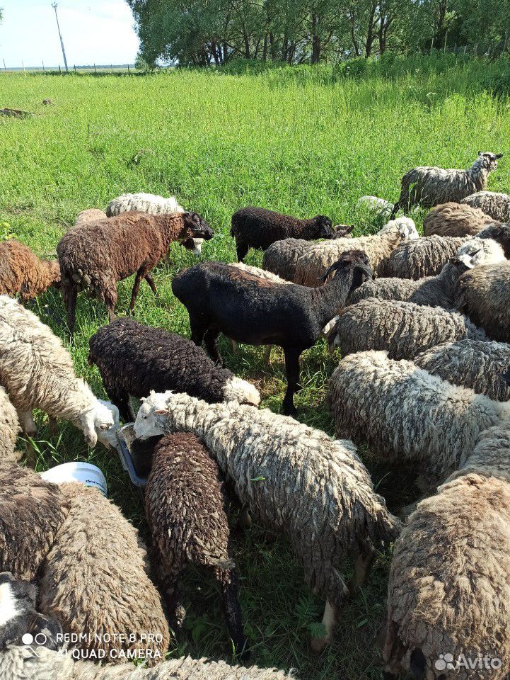 Овцы и козы купить на Зозу.ру - фотография № 7