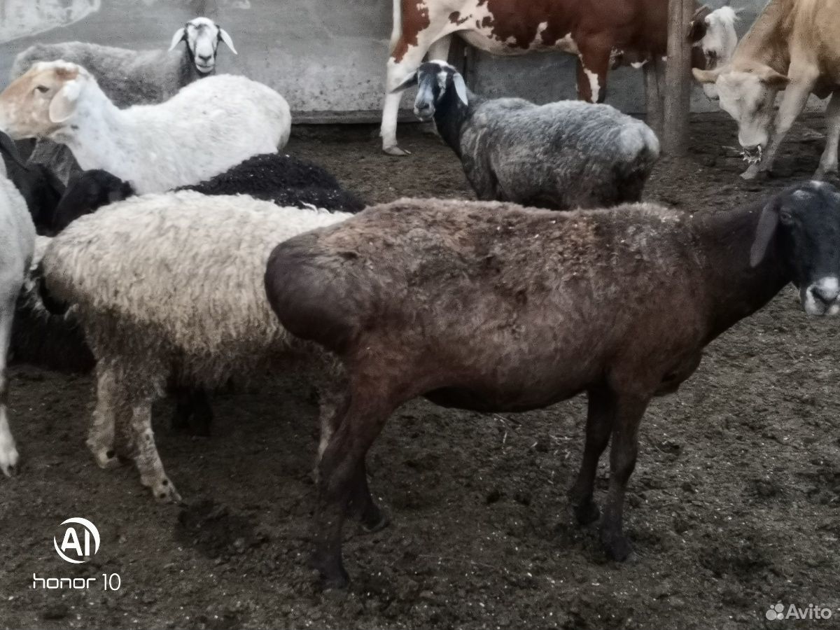 Овцы курдючные купить на Зозу.ру - фотография № 4