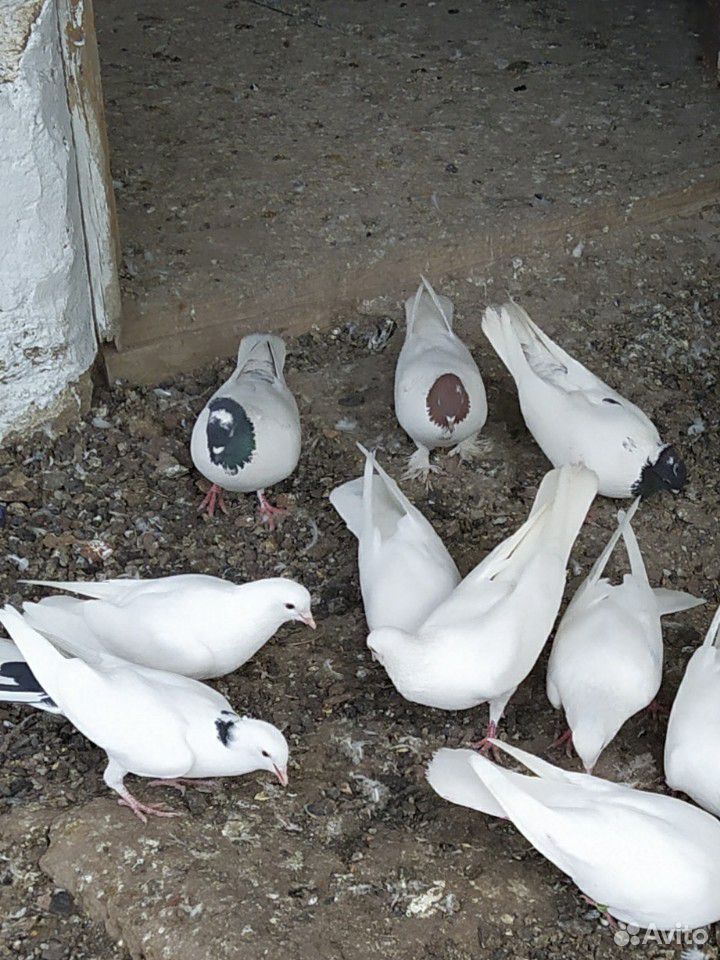 Бакинские голуби купить на Зозу.ру - фотография № 3
