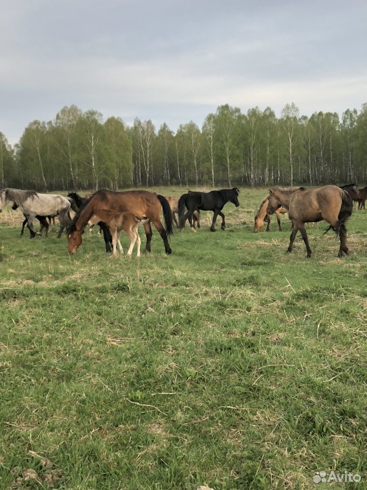 Табун лошадей купить на Зозу.ру - фотография № 2