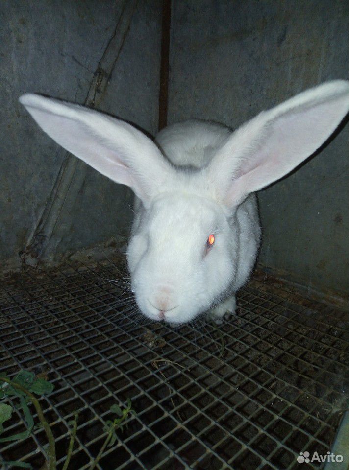 Кролики на завод купить на Зозу.ру - фотография № 7