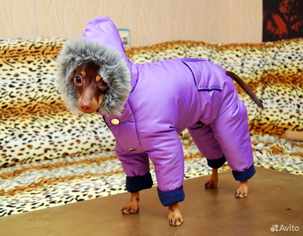 Одежда для собак на заказ купить на Зозу.ру - фотография № 2