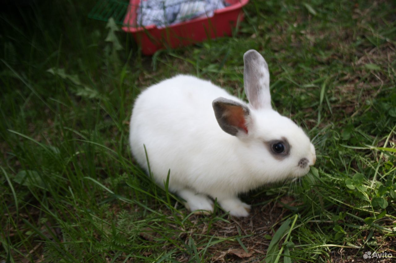 Маленький домашний декоративный кролик 3 месяца купить на Зозу.ру - фотография № 2