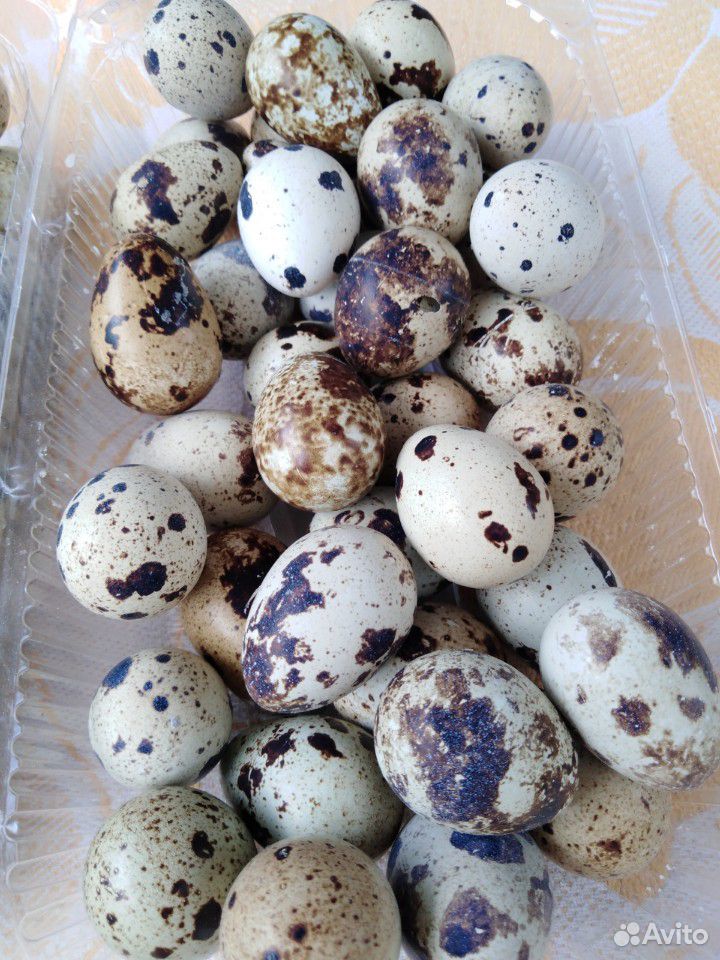 Яйца перепелиные тихасец фараон манжурцы купить на Зозу.ру - фотография № 1