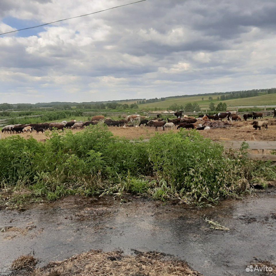 Овцы бараны козы козлы купить на Зозу.ру - фотография № 7