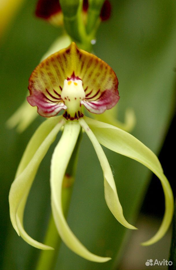 Энциклия орхидея купить на Зозу.ру - фотография № 1