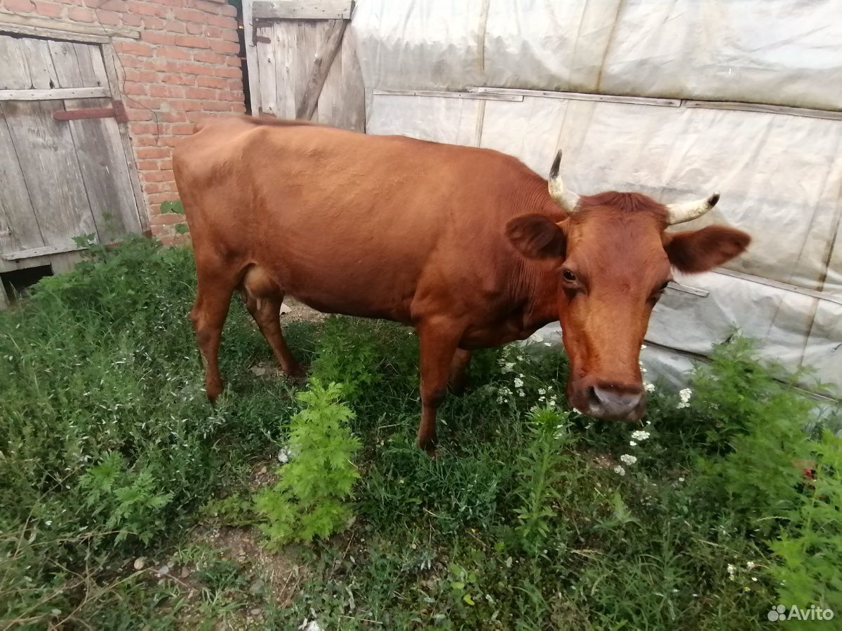 Коровы на Молоко купить на Зозу.ру - фотография № 4