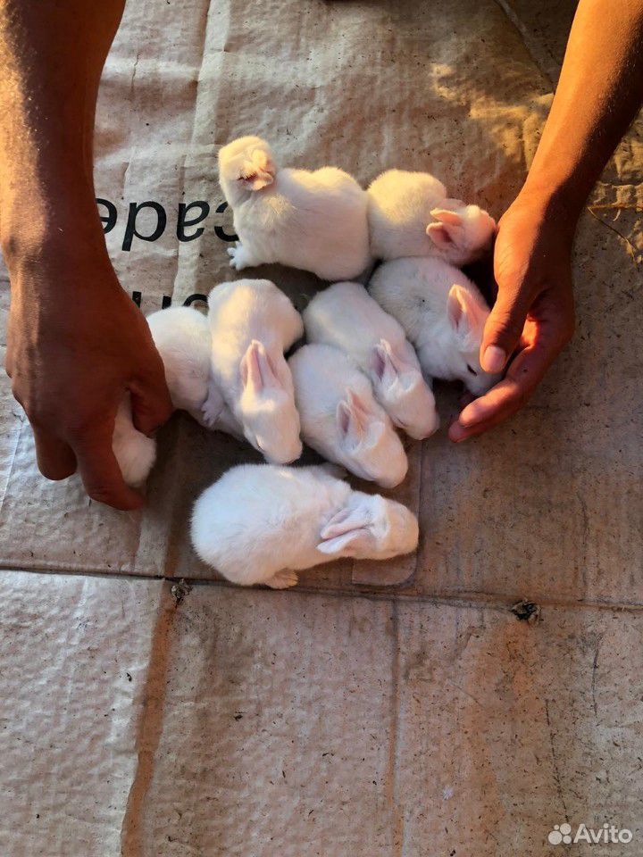 Кролчиха мама и 9 крольчат порода великан купить на Зозу.ру - фотография № 5
