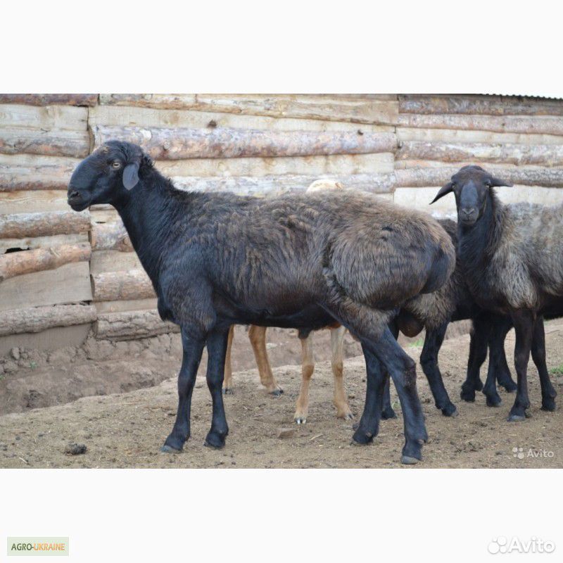 Курдючные чёрные бараны, овцы, ягнята купить на Зозу.ру - фотография № 2