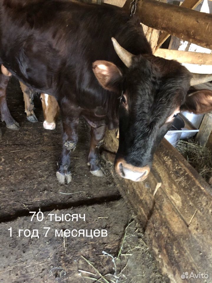 Корова, бык, телята купить на Зозу.ру - фотография № 4