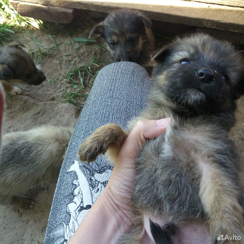 Отдам щенков в добрые руки купить на Зозу.ру - фотография № 4
