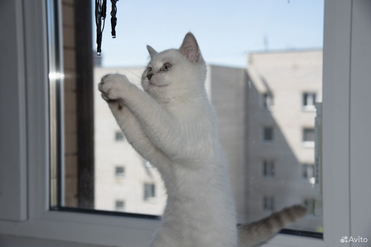 Шотландский котенок купить на Зозу.ру - фотография № 4