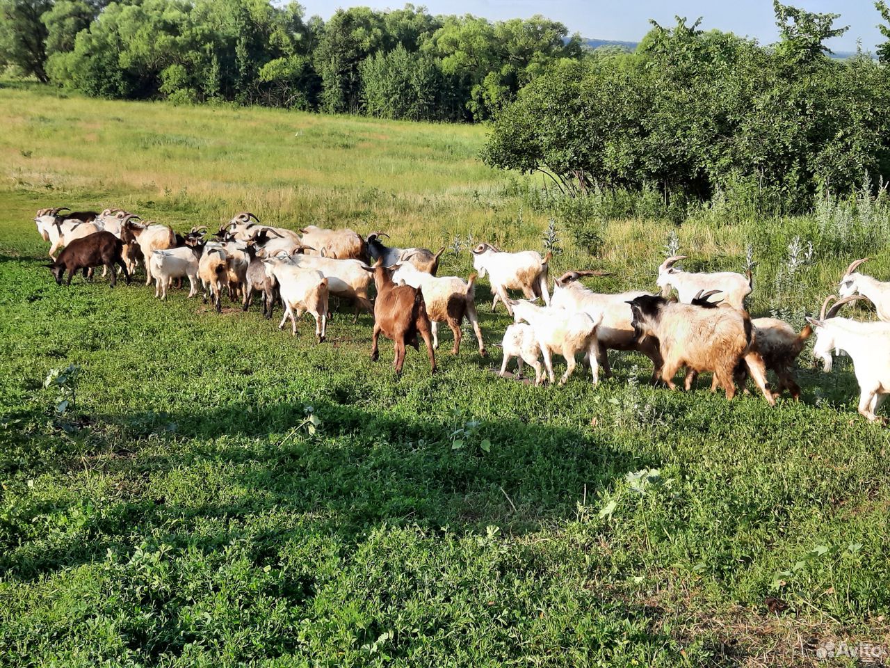 Продам молочных коз и козлят купить на Зозу.ру - фотография № 1