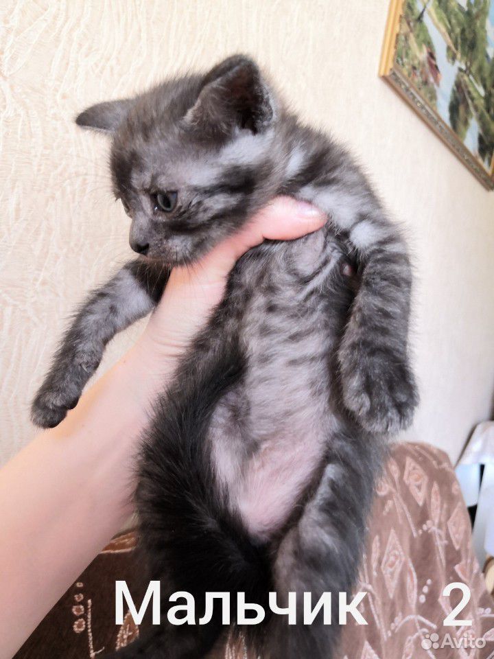 Шотландские котята в добрые руки (даром) купить на Зозу.ру - фотография № 1