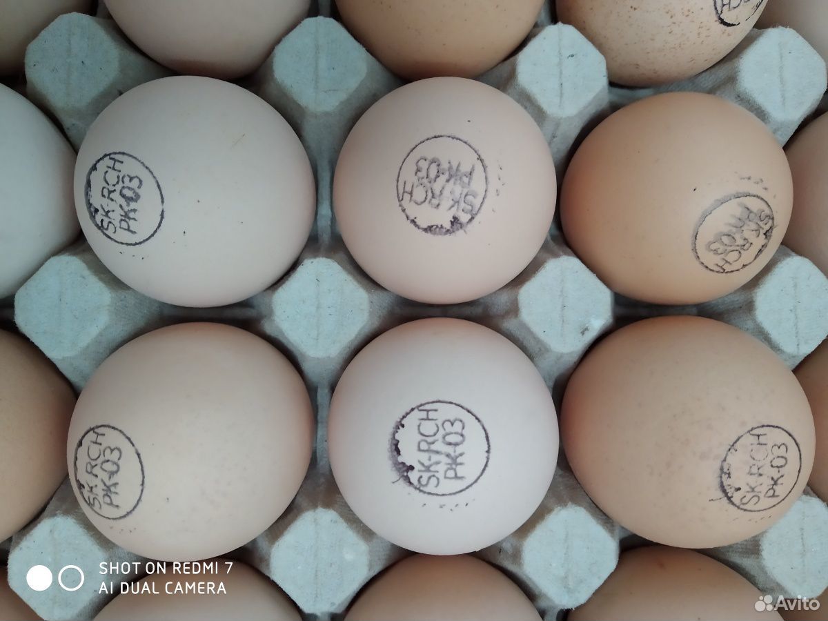 Инкубационное яйцо (импорт) купить на Зозу.ру - фотография № 2