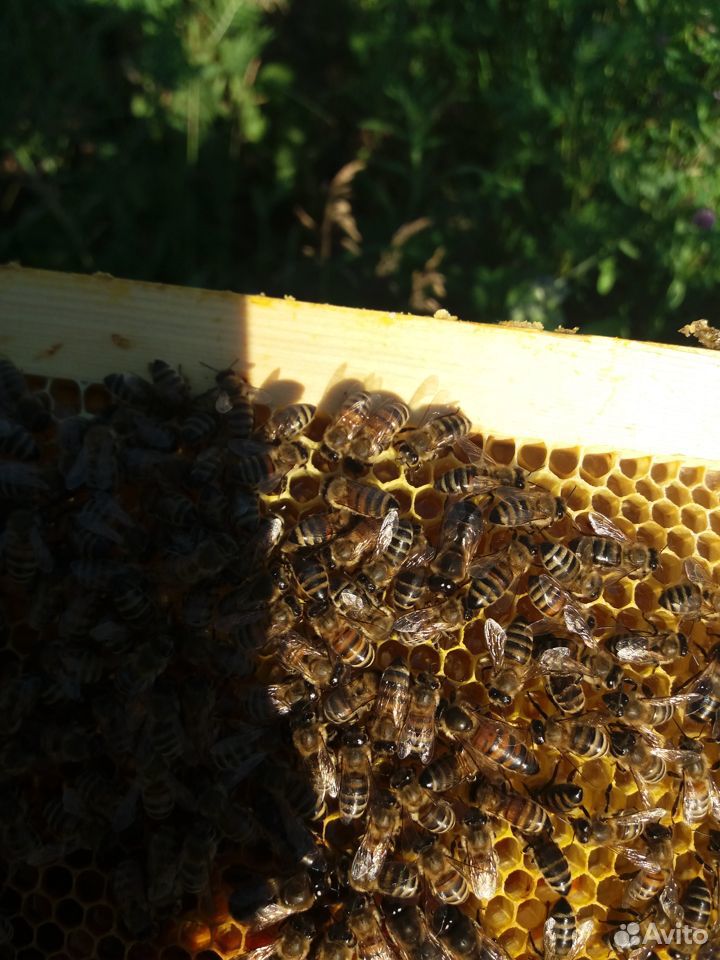 Пчелы отводки матки купить на Зозу.ру - фотография № 4