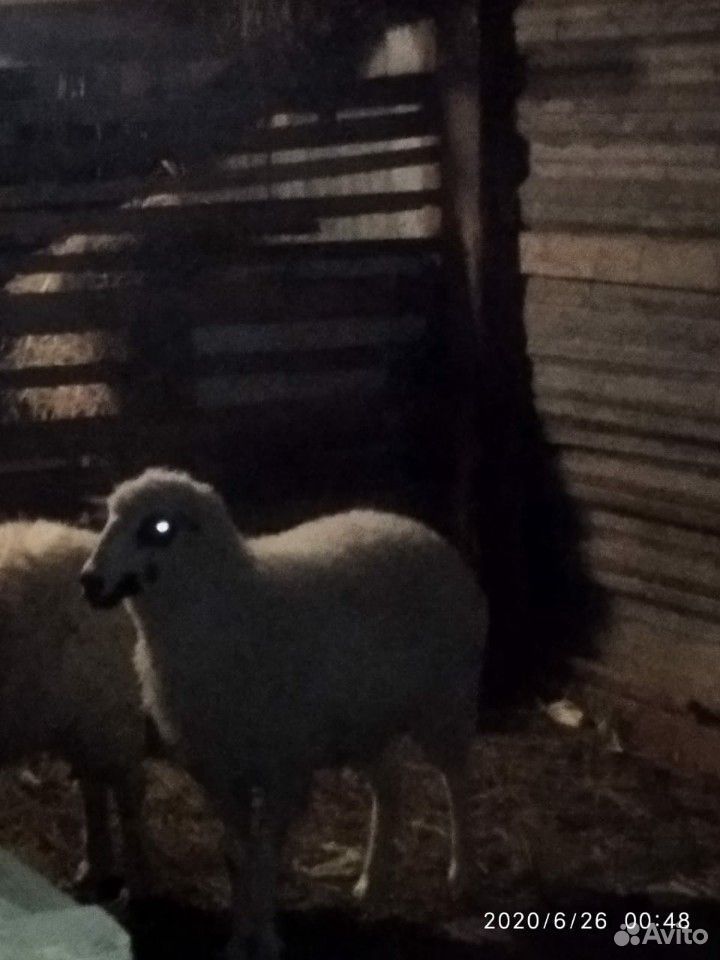 1 овец с чёрным глазами. год и три месяца купить на Зозу.ру - фотография № 6