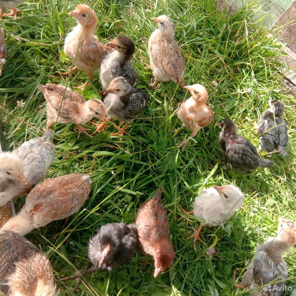 Подрощенные цыплята купить на Зозу.ру - фотография № 2