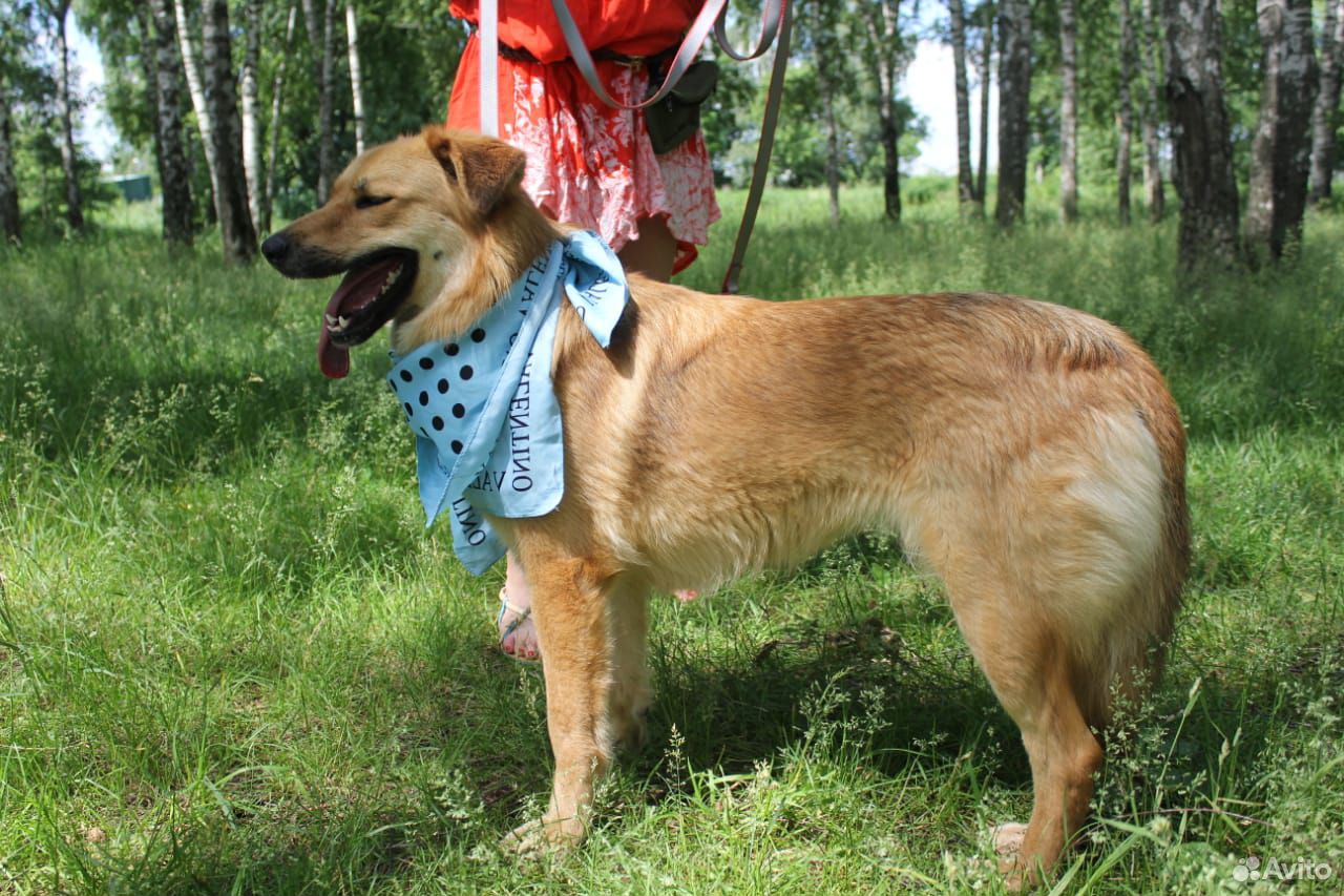 Собака Лиза в добрые руки купить на Зозу.ру - фотография № 4