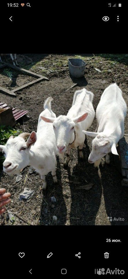 Коза дойная и две козлушки купить на Зозу.ру - фотография № 1