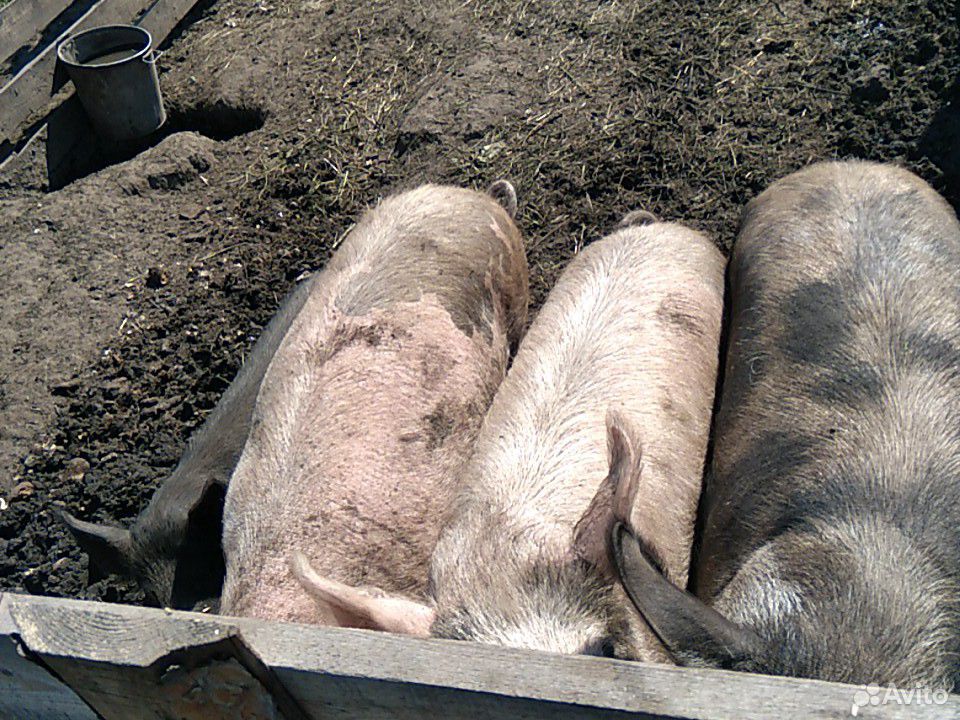 Свиноматки купить на Зозу.ру - фотография № 10