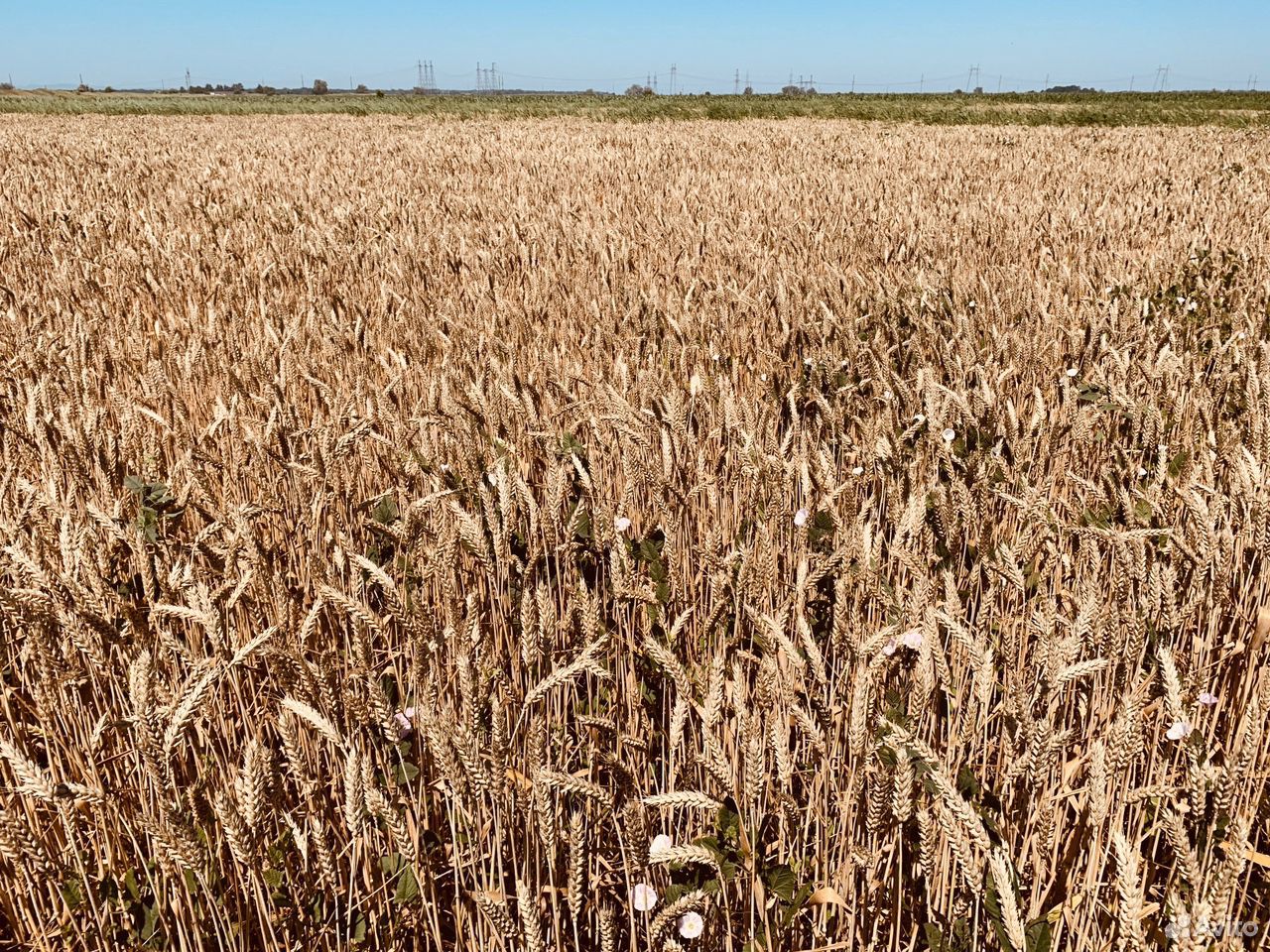 Пшеница 2020 купить на Зозу.ру - фотография № 2