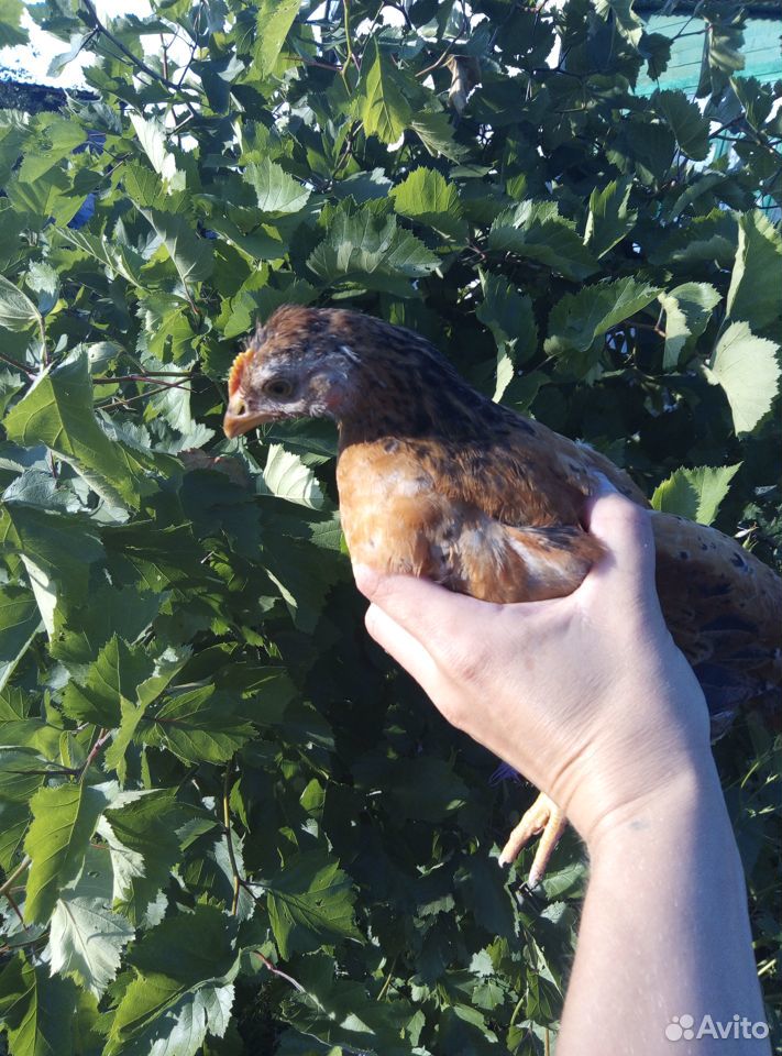 Цыплята 2 месяца купить на Зозу.ру - фотография № 2