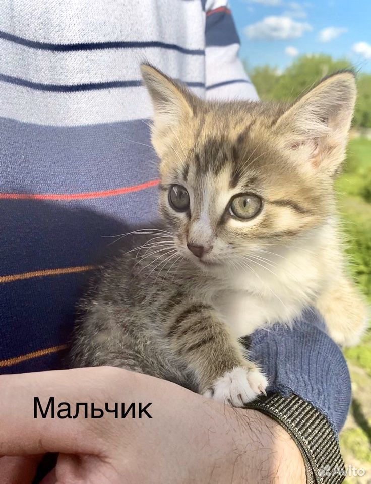 Котик рысь купить на Зозу.ру - фотография № 1