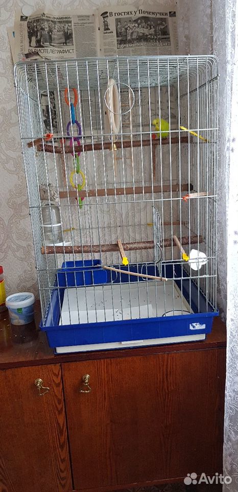 Волнистый попугай с большой клеткой купить на Зозу.ру - фотография № 3