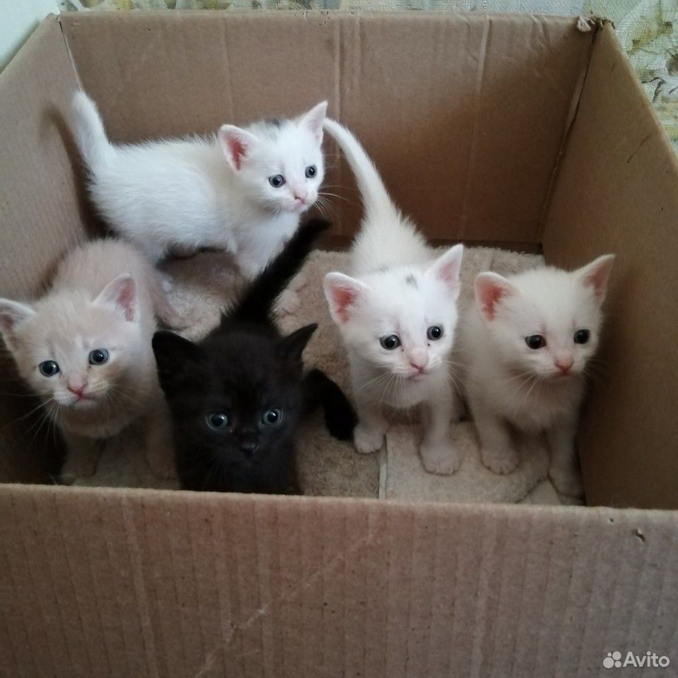 Коты купить на Зозу.ру - фотография № 1
