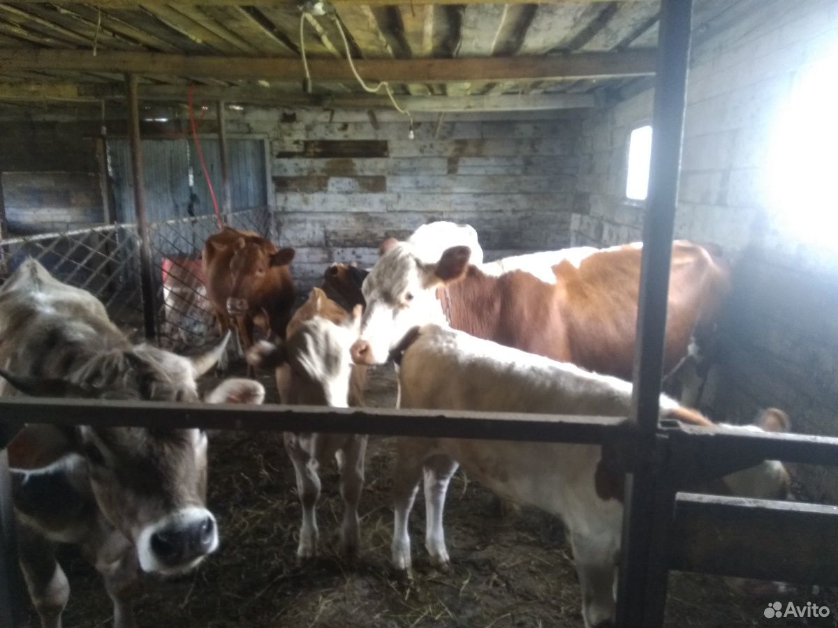 Коровы с телятами (подсосные) купить на Зозу.ру - фотография № 5
