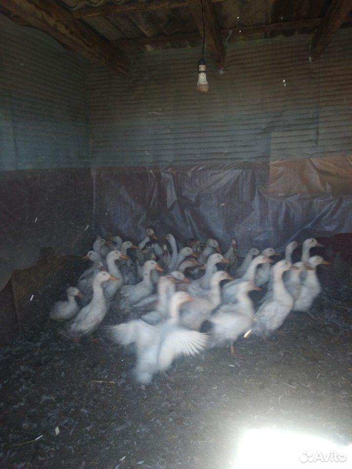 Белые русские утки купить на Зозу.ру - фотография № 2