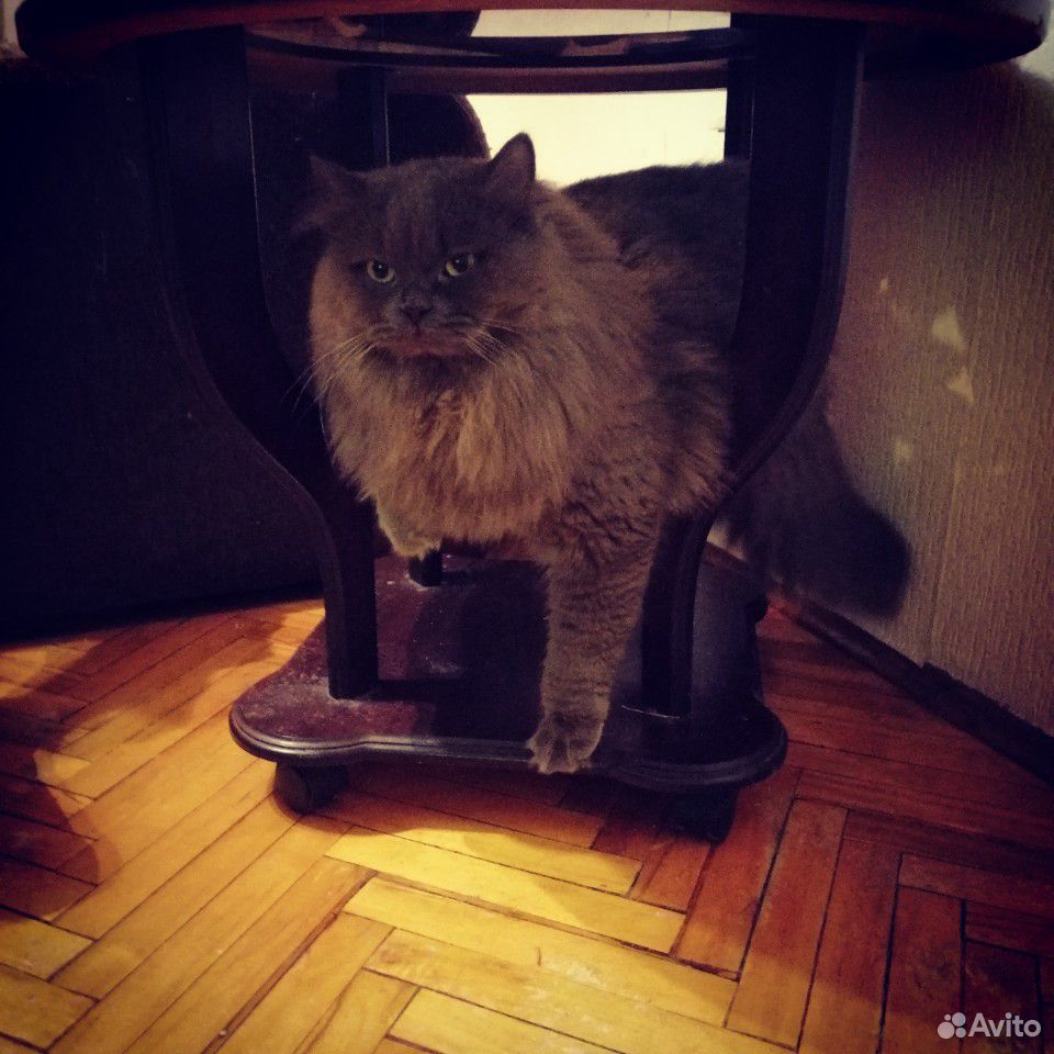 Британский кот купить на Зозу.ру - фотография № 6