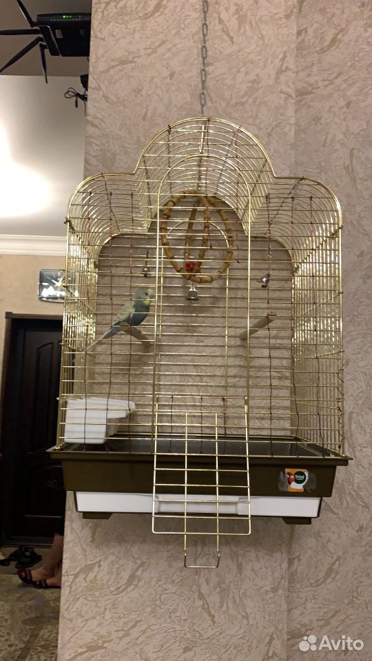 Клетка и попугай купить на Зозу.ру - фотография № 1