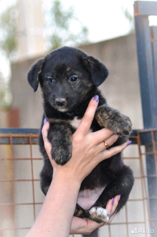 Трейси - щенок в добрые руки купить на Зозу.ру - фотография № 3